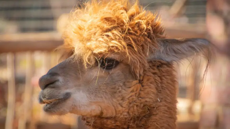 llama feisty pet