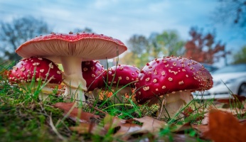 An in-depth guide to the different types of poisonous mushrooms