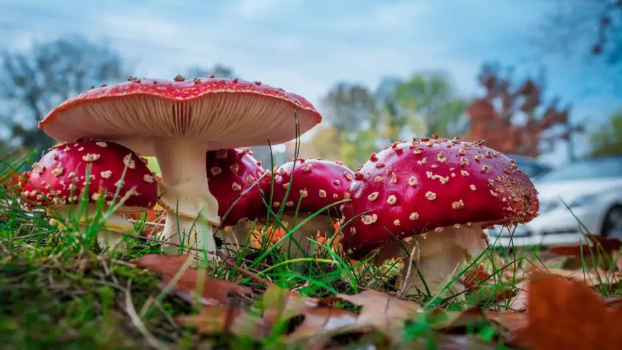 An in-depth guide to the different types of poisonous mushrooms
