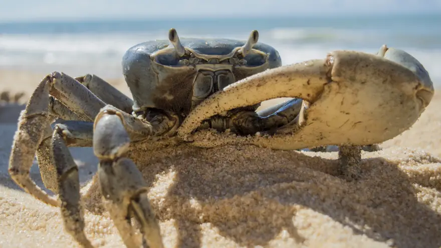 An in-depth guide on how to succeed at crab fishing.