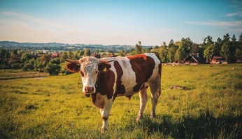 An in-depth guide on how to cook steak.