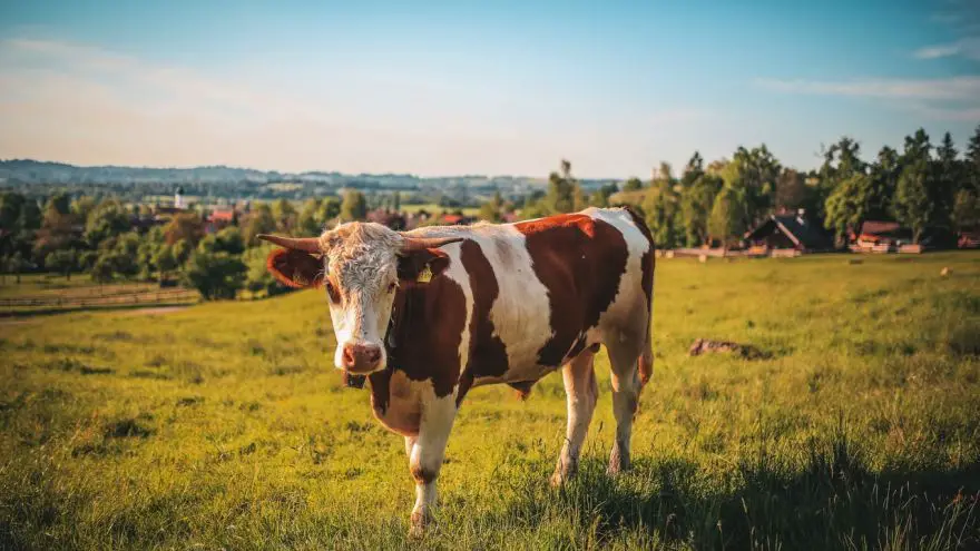 An in-depth guide on how to cook steak.