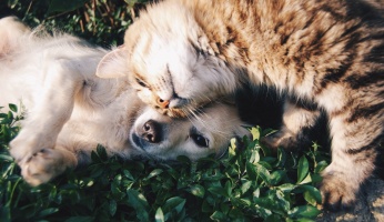 An informative guide on whether or not cats and dogs can coexist together.