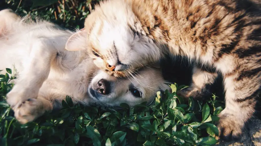 An informative guide on whether or not cats and dogs can coexist together.