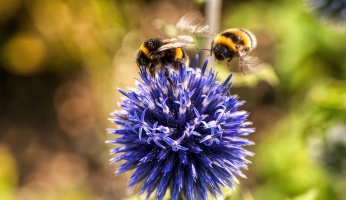 An in-depth guide on how to use your garden to help save the bees.