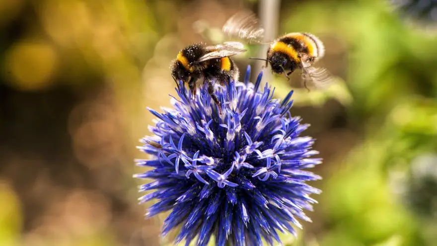 An in-depth guide on how to use your garden to help save the bees.