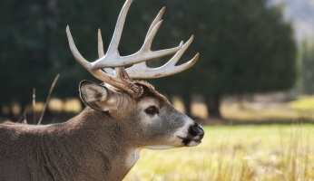 An in-depth guide on the basics of mule deer hunting. 