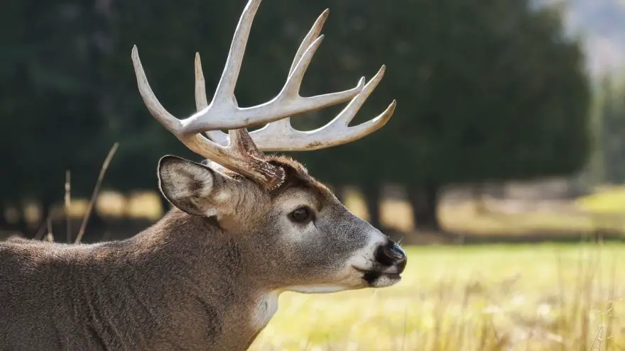 An in-depth guide on the basics of mule deer hunting. 