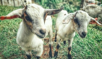 An in-depth guide on raising goats for beginners.