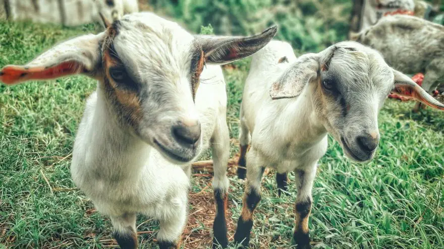 An in-depth guide on raising goats for beginners.