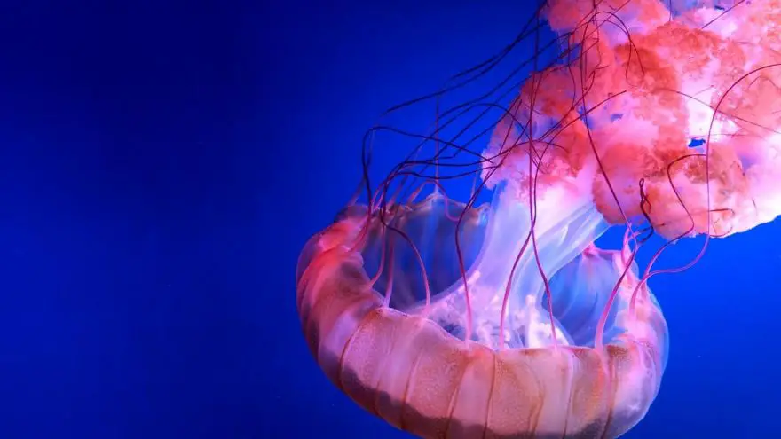 An in-depth guide on various jellyfish sting treatment. options.