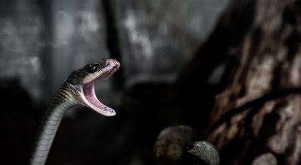 An in-depth guide to which snake bite treatment to try at home. 
