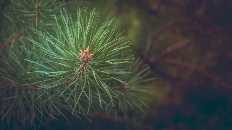 pine trees uses