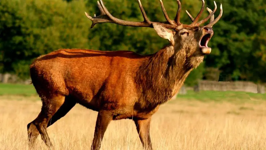 20 Useful Tips on Deer Hunting you May Not Know!