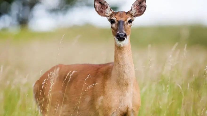 Why Hunting Mature Bucks and Deer Hunting Is Completely Different