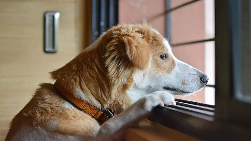 An in-depth guide on how to prevent dog separation anxiety.