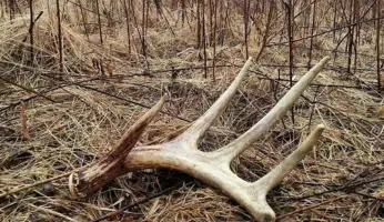 An in-depth review of shed hunting.