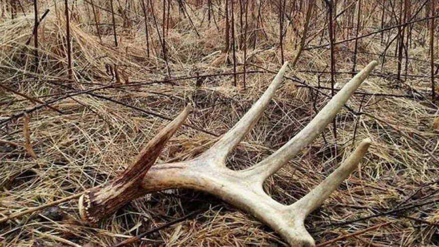 An in-depth review of shed hunting.