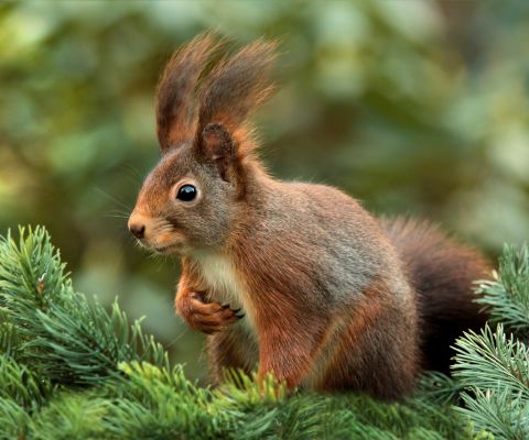 An in-depth guide to the best squirrel deterrent ideas.