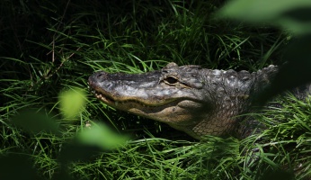 An in-depth guide to surviving a crocodile attack. 