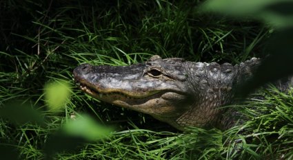 An in-depth guide to surviving a crocodile attack. 
