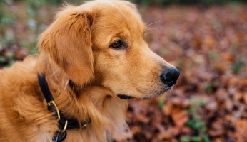 An in-depth review of e-collars for dogs.