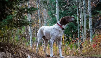 An in-depth review of the English pointer dog breed.