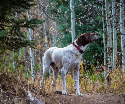 An in-depth review of the English pointer dog breed.