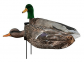 Mallard Duck - MDH 